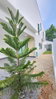 listing thumbnail image 12