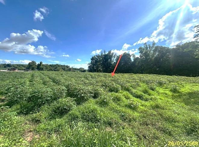 picture LAND 1646 Sq.w. Muang Muddahan Mukdahan for 1.3M - 5/14