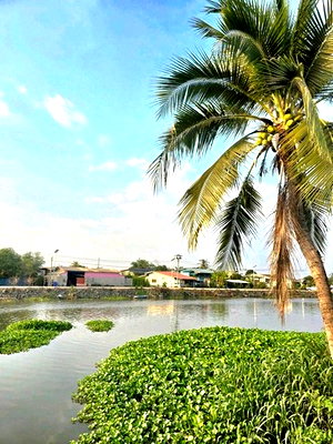 เช่าบ้านเดี่ยว ถนนกรุงเทพ-ชลบุรี มอเตอร์เวย์ : ให้เช่าบ้านเดี่ยวชั้นเดียว รีโนเวทใหม่ อยู่ตำบลบางปลา อำเภอบางเลน