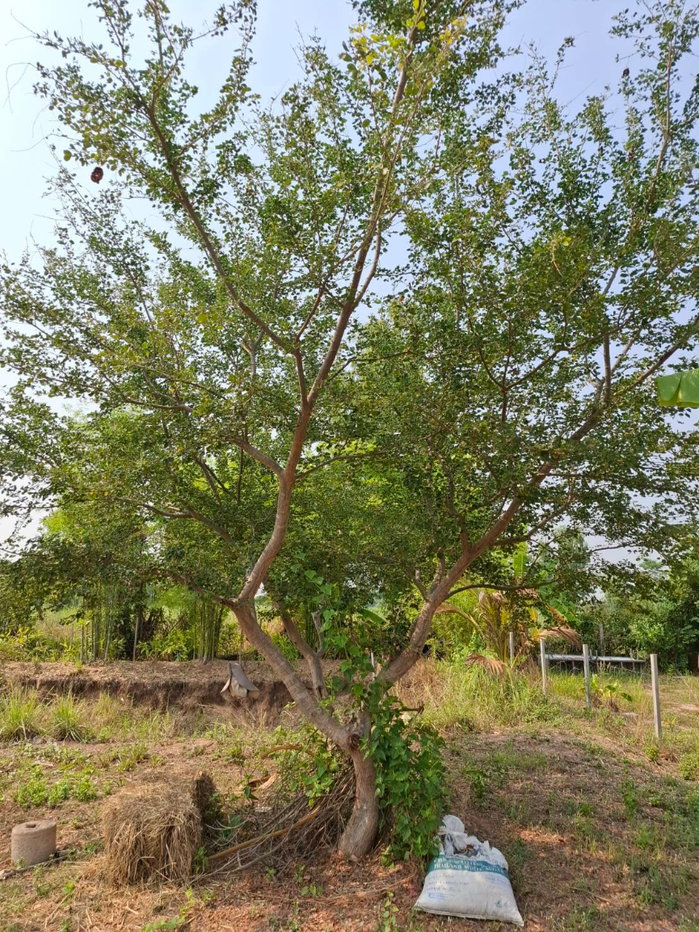 รูป ขายที่ดินด่วน! 1 ไร่ ห่างจากมข.เพียง 16 กม. บ้านวังตอ ต.บ้านค้อ อ.เมือง จ.ขอนแก่น - รูปที่ 11/14