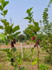 listing thumbnail image 11