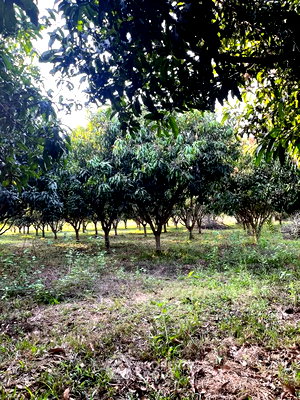 Land for sale Hang Dong Chiang Mai : 4,528 m² Land for Sale in Sop Mae Kha (ID 2821704)