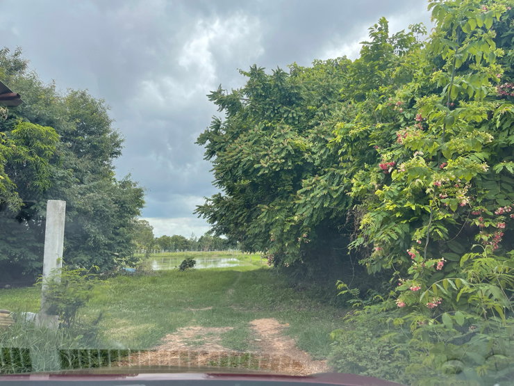 รูป บ้านชั้นเดียว ศรีสะเกษ บรรยากาศร่มรื่น - รูปที่ 14/14