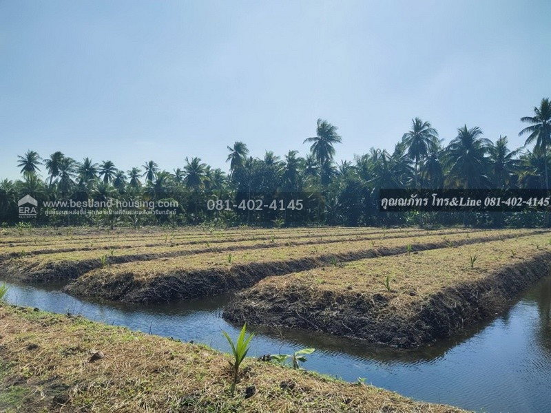 รูป ขายสวนมะพร้าวน้ำหอม 9 ไร่ 2 งาน ต.คุ้งกระถิน อ.เมืองราชบุรี จ.ราชบุรี  ขายสวนมะพร้าวน้ำหอมพันธุ์บ้านแพ้ว ลงได้ 1 ปี 600 กว่าต้น - รูปที่ 6/8