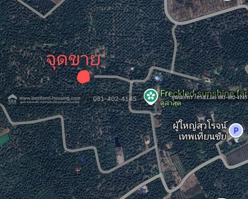 รูป ขายสวนมะพร้าวน้ำหอม 9 ไร่ 2 งาน ต.คุ้งกระถิน อ.เมืองราชบุรี จ.ราชบุรี  ขายสวนมะพร้าวน้ำหอมพันธุ์บ้านแพ้ว ลงได้ 1 ปี 600 กว่าต้น - รูปที่ 7/8