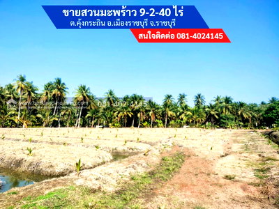 ที่ดิน เมืองราชบุรี ราชบุรี : ขายสวนมะพร้าวน้ำหอม 9 ไร่ 2 งาน ต.คุ้งกระถิน อ.เมืองราชบุรี จ.ราชบุรี  ขายสวนมะพร้าวน้ำหอมพันธุ์บ้านแพ้ว ลงได้ 1 ปี 600 กว่าต้น