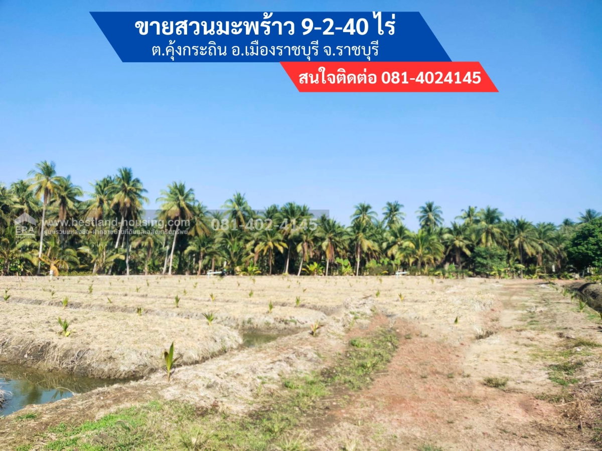 รูป ขายสวนมะพร้าวน้ำหอม 9 ไร่ 2 งาน ต.คุ้งกระถิน อ.เมืองราชบุรี จ.ราชบุรี  ขายสวนมะพร้าวน้ำหอมพันธุ์บ้านแพ้ว ลงได้ 1 ปี 600 กว่าต้น - รูปที่ 1/8