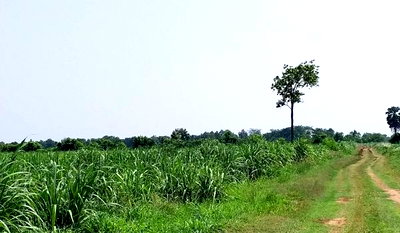 Land for sale Non Sung Nakhon Ratchasima : Land for sale, suitable for gardening, buy for speculation, Nakhon Rat