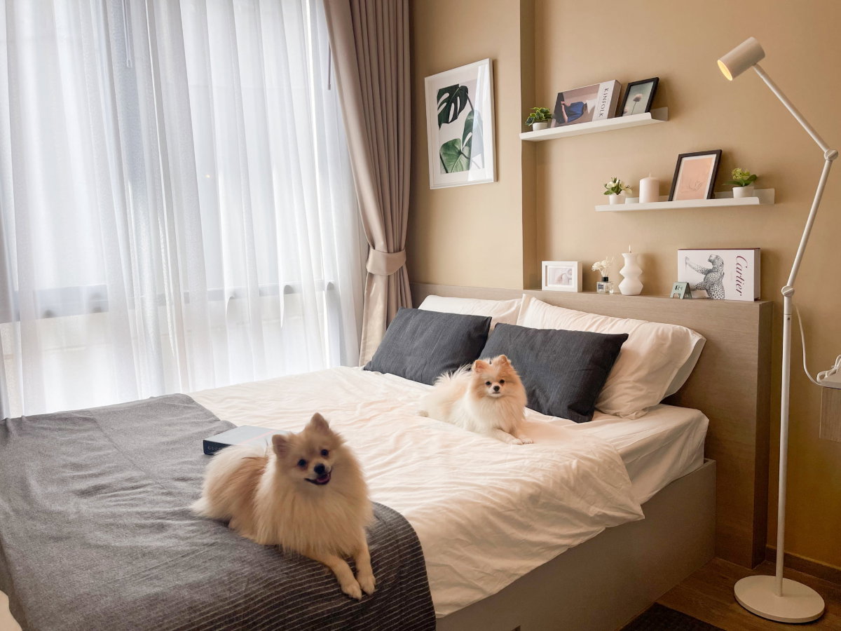 รูป  ห้องมุม + Pet Friendly สุขุมวิท 107 หายากมาก! 🔥 ให้เช่า Brixton Pet&Play Sukhumvit 107 เอาใจคนรักสัตว์ อยู่ได้ทั้งคนทั้งน้อง 🐶🐱 ฟีลดี น่าอยู่สุดๆ - รูปที่ 9/10