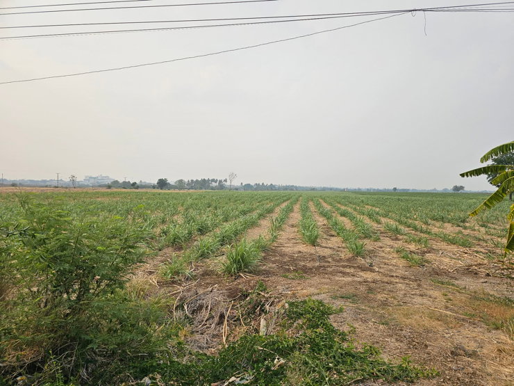 รูป ขายที่ดินจังหวัดลพบุรี 25 ไร่ พัฒนานิคม ซอย 12 จังหวัดลพบุรี  - รูปที่ 3/5