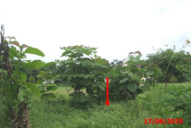 รูป เพิงอเนกประสงค์ 1211 ตร.วา เกาะคา ลำปาง 2.7M - รูปที่ 3/14