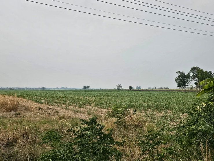 รูป ขายที่ดินจังหวัดลพบุรี 25 ไร่ พัฒนานิคม ซอย 12 จังหวัดลพบุรี  - รูปที่ 5/5