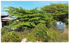 listing thumbnail image 12