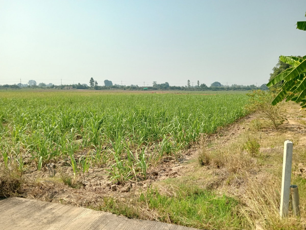 รูป ขายที่ดิน 6 ไร่ ติดถนนคอนกรีต. - รูปที่ 6/9