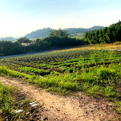 ที่ดิน จอมบึง ราชบุรี : ที่ดินแปลงใหญ่..ใกล้กรุงเทพ “ท่าอีปะ“