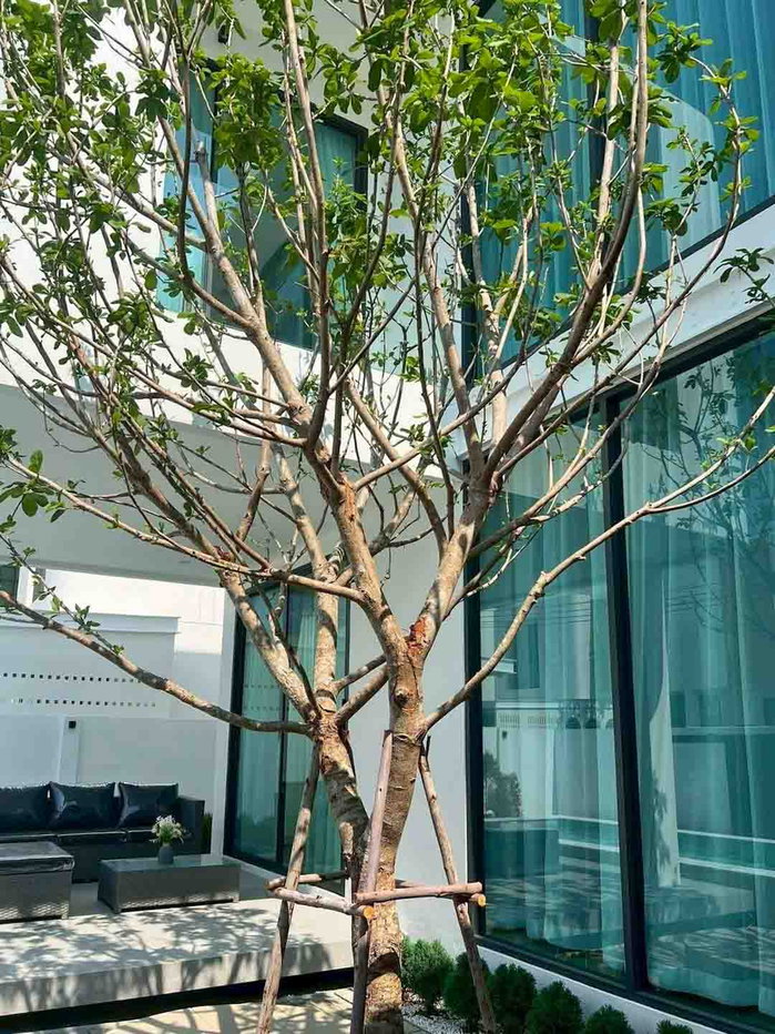 รูป ให้เช่า Pool Villa 4 ห้องนอน ใกล้โรงเรียนนานาชาติ หางดง เชียงใหม่ (EN below) - รูปที่ 14/17