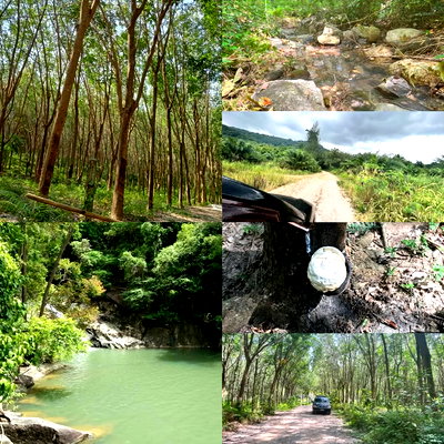 Land for sale Khanom Nakhon Sri Thammarat : Land for Sale: Rubber Plantation Near the Beach with Mountain View in Khanom, Nakhon Si Thammarat
