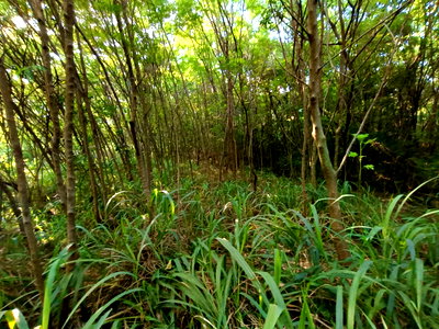 Land for sale ม.นานาชาติเอเชีย-แปซิฟิก : LAND 2720.3 Sq.w. Muak Lek Saraburi for 24.7M