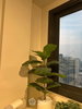 listing thumbnail image 19