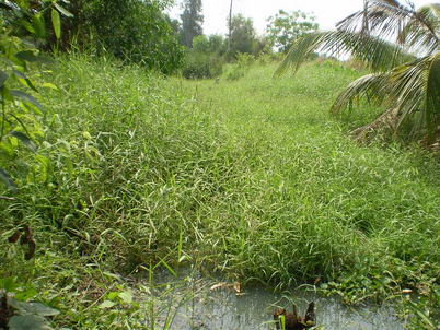 รูป ที่ดินเปล่า 85.4 ตร.วา หนองเสือ หนองเสือ ปทุมธานี - รูปที่ 6/16
