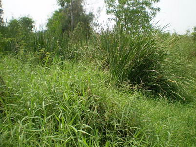 รูป ที่ดินเปล่า 85.4 ตร.วา หนองเสือ หนองเสือ ปทุมธานี - รูปที่ 2/16