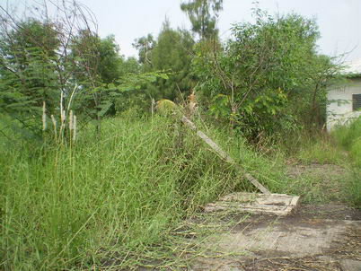 รูป ที่ดินเปล่า 85.4 ตร.วา หนองเสือ หนองเสือ ปทุมธานี - รูปที่ 8/16