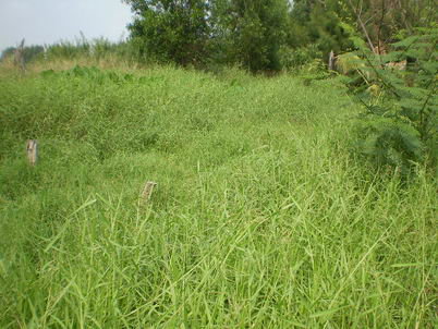 รูป ที่ดินเปล่า 85.4 ตร.วา หนองเสือ หนองเสือ ปทุมธานี - รูปที่ 3/16