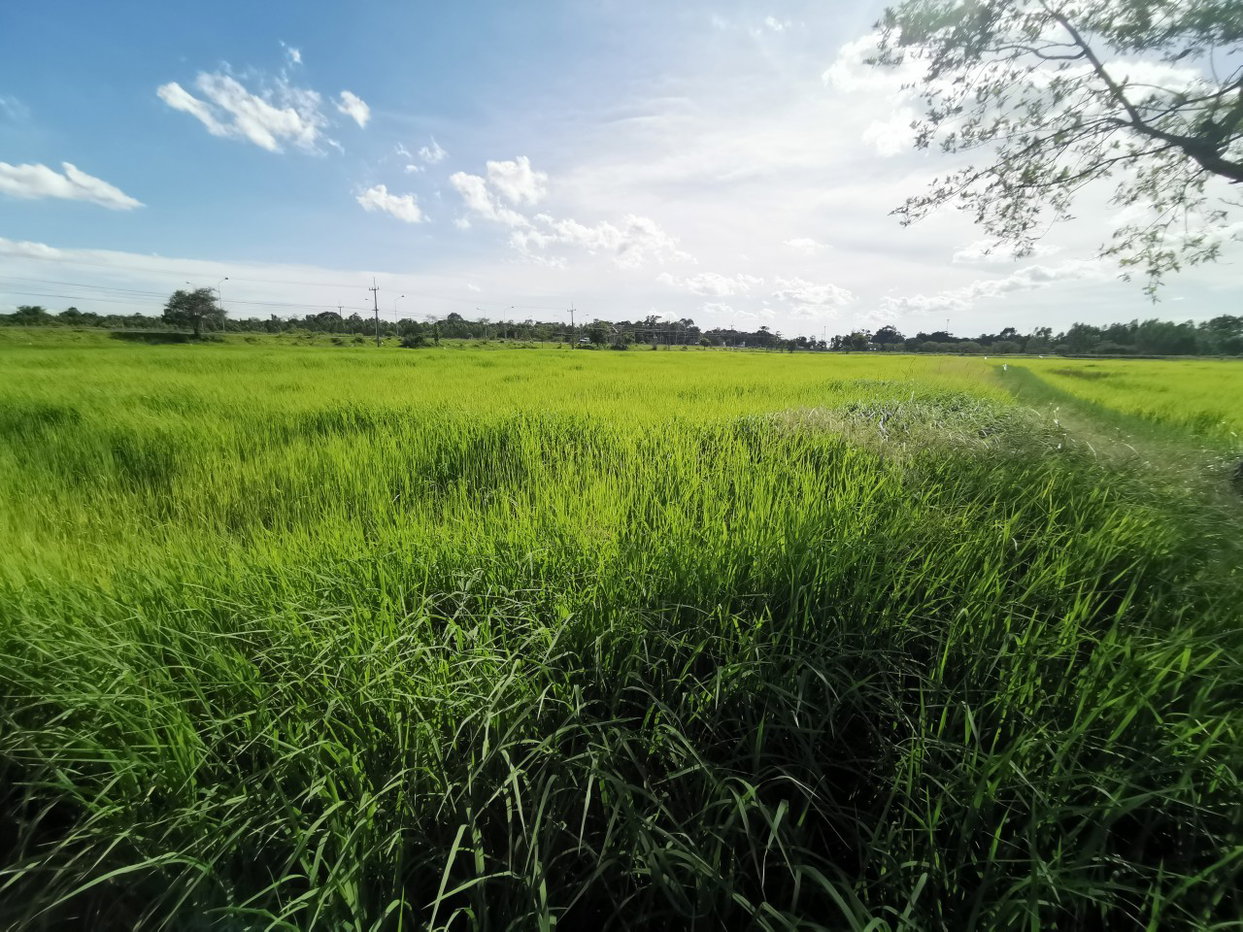 รูป ที่ดินเปล่า 2413 ตร.วา พยัคฆภูมิพิสัย พยัคฆภูมิพิสัย มหาสารคาม 3.5M - รูปที่ 3/4