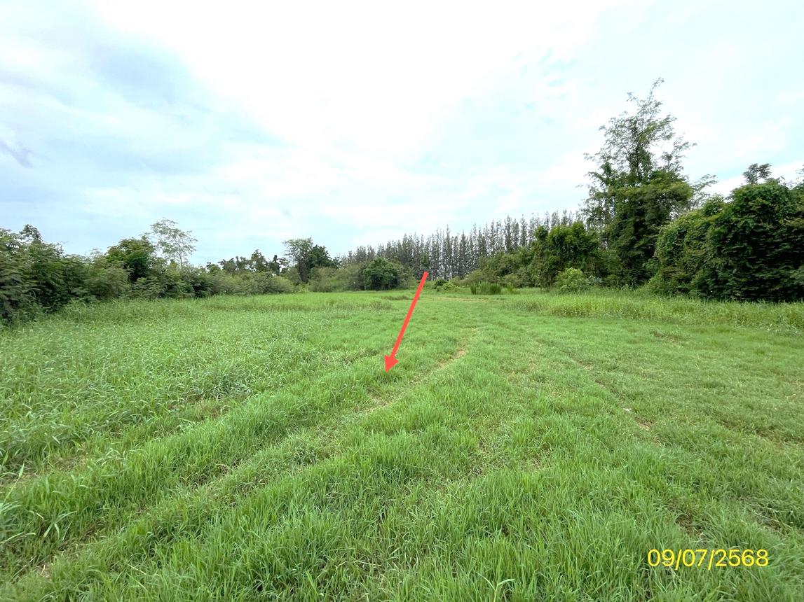 picture LAND 7131 Sq.w. Pak Tho Ratchburi for 3.2M - 14/24