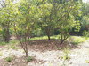 listing thumbnail image 16