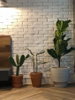 listing thumbnail image 9