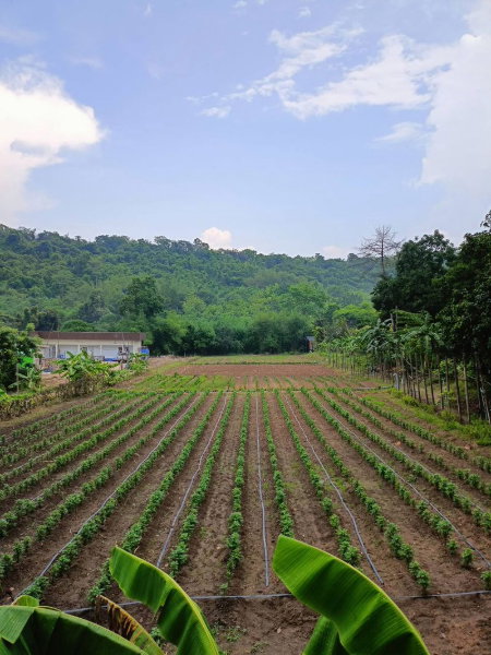 รูป ขายที่ดินบ่อวิน ศรีราชา ชลบุรี แปลงสวย ทำเลดี ติดภูเขา - รูปที่ 2/14