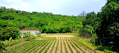 ที่ดิน นิคมอมตะซิตี้ : ขายที่ดินบ่อวิน ศรีราชา ชลบุรี แปลงสวย ทำเลดี ติดภูเขา