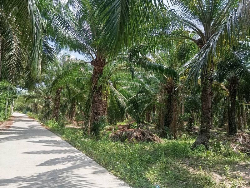 รูป ขายที่ดินชลบุรี แปลงสวย แหล่งชุมชน เขตสำนักบก - รูปที่ 2/5