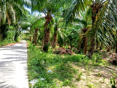 ที่ดิน ที่ว่าการอำเภอบ้านบึง : ขายที่ดินชลบุรี แปลงสวย แหล่งชุมชน เขตสำนักบก 