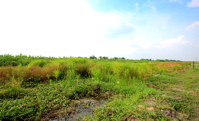 Land for sale Rangsit-Nakhon Nayok Road : Land for Sale in Rangsit - Nakhon Nayok Road