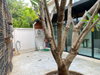 listing thumbnail image 36