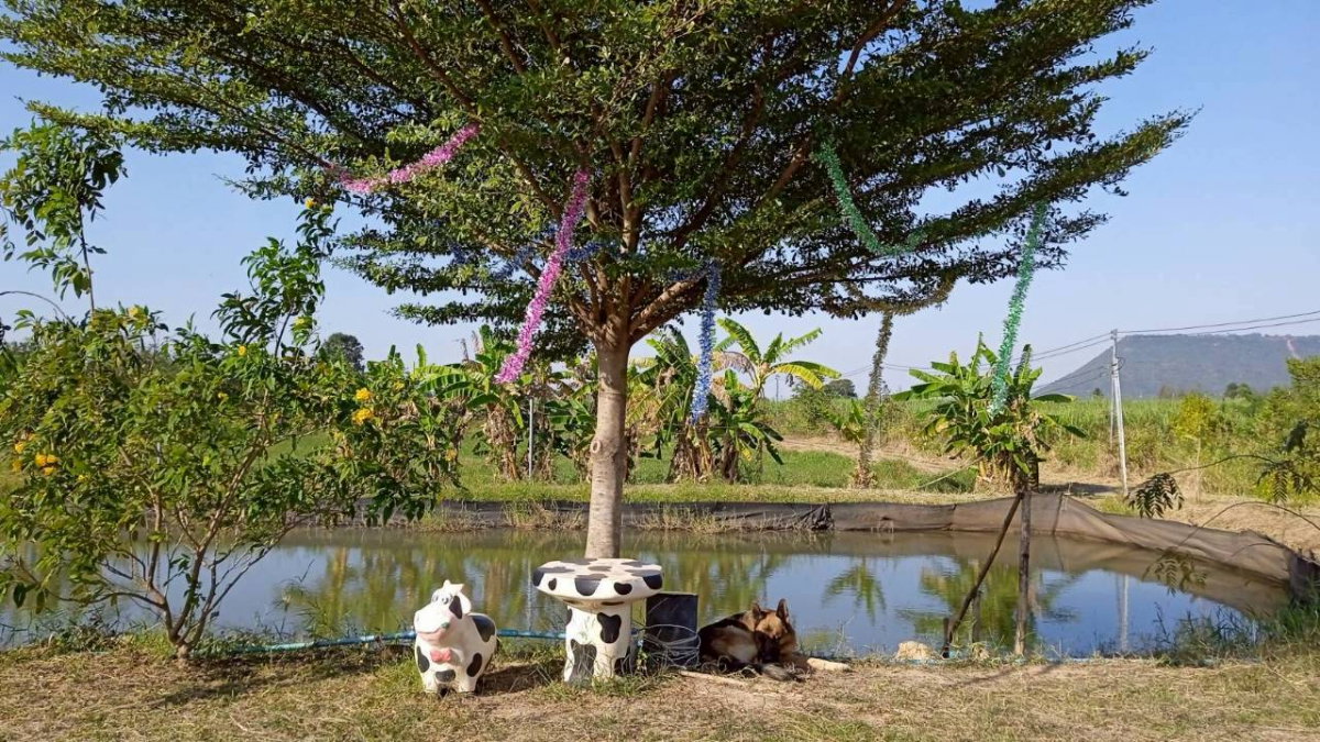 รูป ขายที่ดินทางเลือก (ภบท5) ราคาจับต้องง่าย. ( 612บ./ ตร.วา ) ( 20 ไร่. : 4.9 ล้าน ) | ซื้อขาย เปลี่ยนชื่อได้ : พื้นที่. ปลอดภัยฯ หายห่วง - รูปที่ 12/14