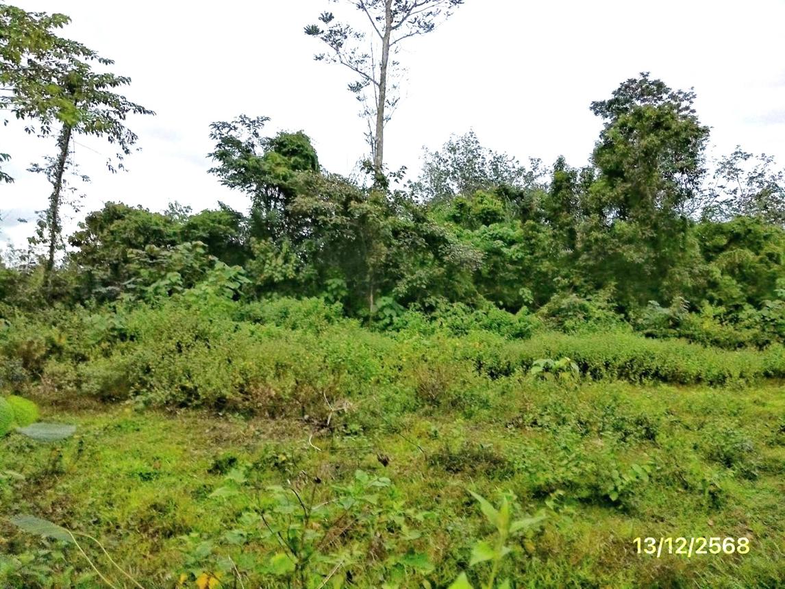 รูป บ้านเดี่ยว 2899.9 ตร.วา ตะโหมด พัทลุง 3.6M - รูปที่ 24/28