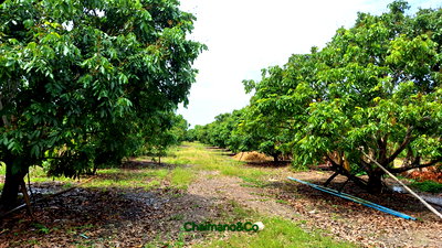 Land for sale : Land for Sale: Great Value with Longan Orchard Located:Makham Luang, San Pa Tong, Chiang Mai. Total Area: 8 Rai, 3 Ngan, 56 Sq. Wah 