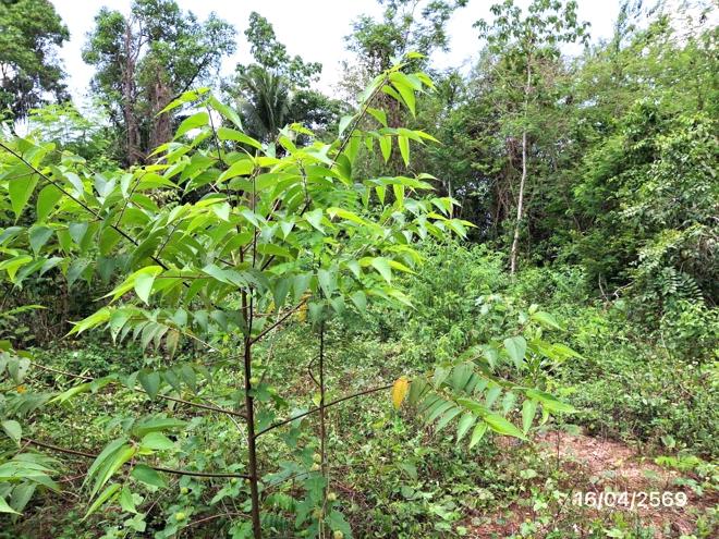 picture LAND 663 Sq.w. Khlong Thom Krabi for 2.9M - 4/24