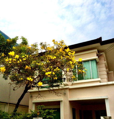 Houses for sale Tesco Lotus Srinakarindra : The Centro Sukumvit 113 near2 metros
