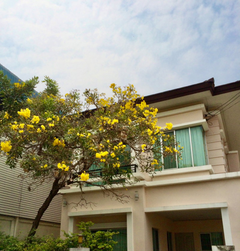 ขายบ้านเดี่ยว : The Centro สุขุมวิท113 รถไฟฟ้าผ่าน2สาย