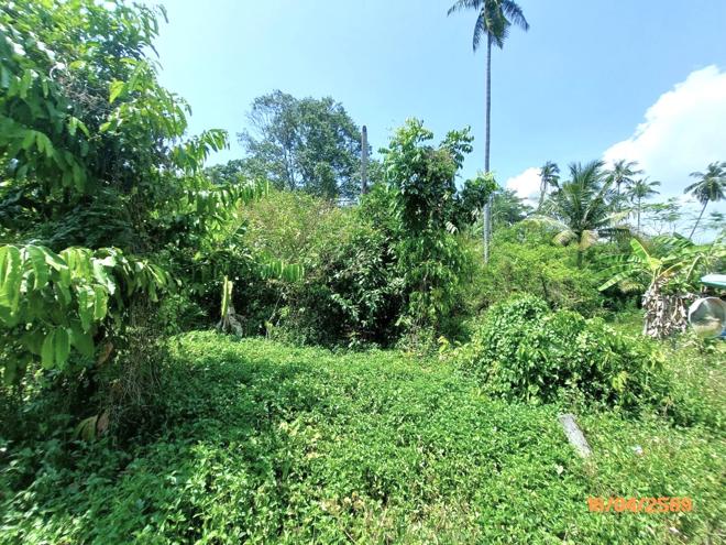 รูป ที่ดินว่างเปล่า 1708 ตร.วา เกาะสมุย สุราษฎร์ธานี 12.7M - รูปที่ 5/14