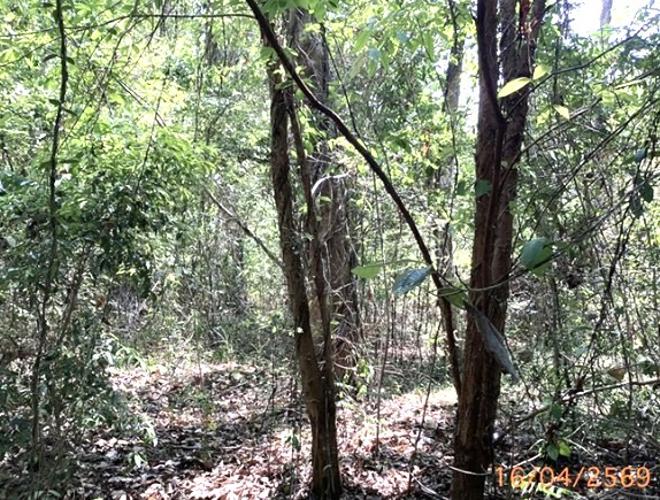 รูป ที่ดินว่างเปล่า 6417.1 ตร.วา เมืองภูเก็ต ภูเก็ต 109M - รูปที่ 7/22