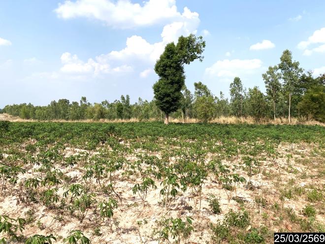 picture LAND 12300 Sq.w. Nong Han Udon Thani for 2.3M - 4/24