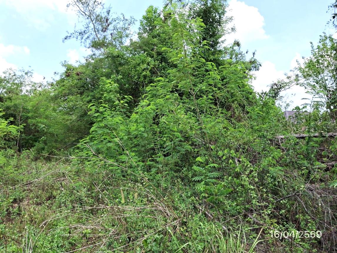 picture LAND 663 Sq.w. Khlong Thom Krabi for 2.9M - 18/24