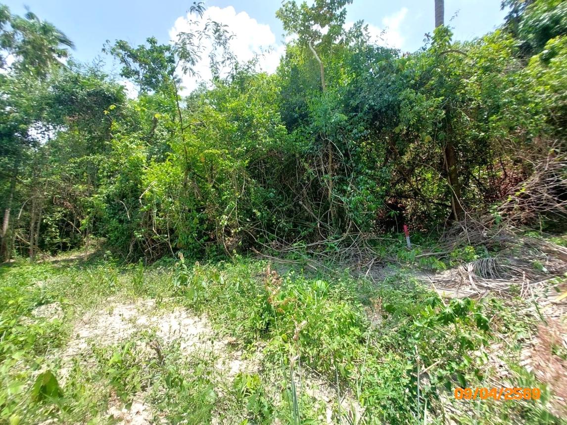 picture LAND 2986 Sq.w. Ko Samui Surat Thani for 20.9M - 7/12