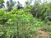 listing thumbnail image 13