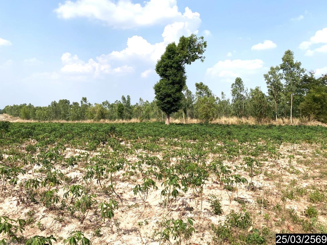 picture LAND 12300 Sq.w. Nong Han Udon Thani for 2.3M - 14/24